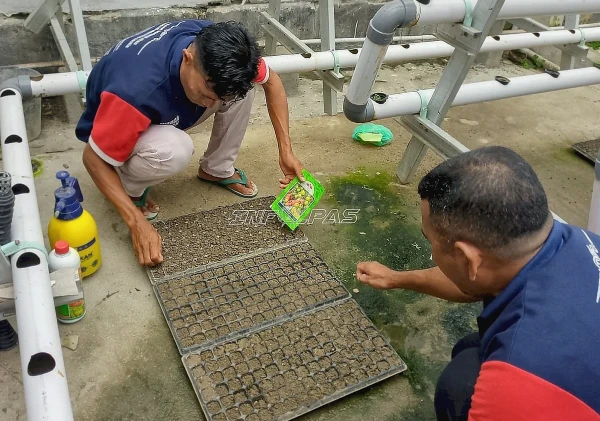 Lapas Wahai Semai Ratusan Bibit Tomat Unggul, Bekali Warga Binaan Keterampilan Agrikultur