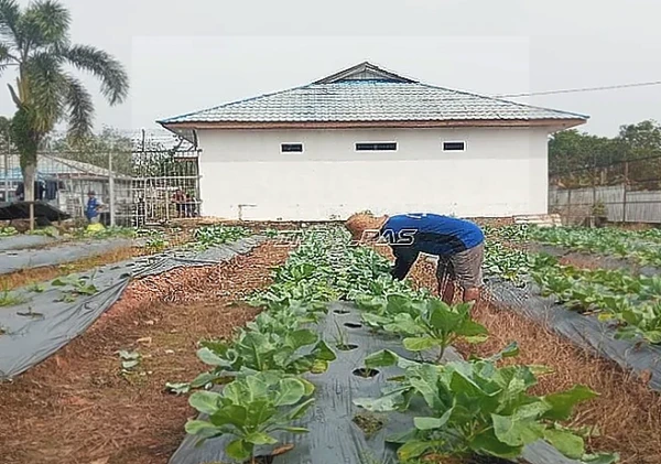 Warga Binaan Lapas Tanjung Panen 25 Kg Kembang Kol, Bekal Keterampilan Mandiri