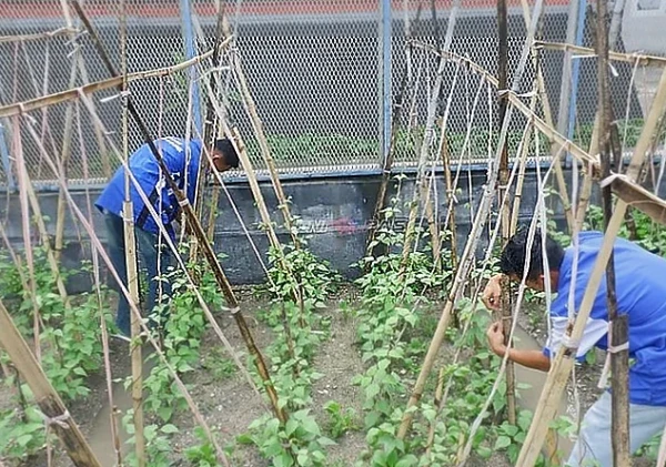 Lapas Luwuk Sulap Lahan Kosong Jadi Pertanian Hortikultura untuk Pembinaan Warga Binaan