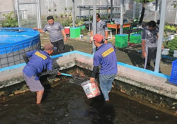 Lapas Pemuda Madiun Panen 46 Kg Lele, Bekali Warga Binaan Keterampilan Usaha