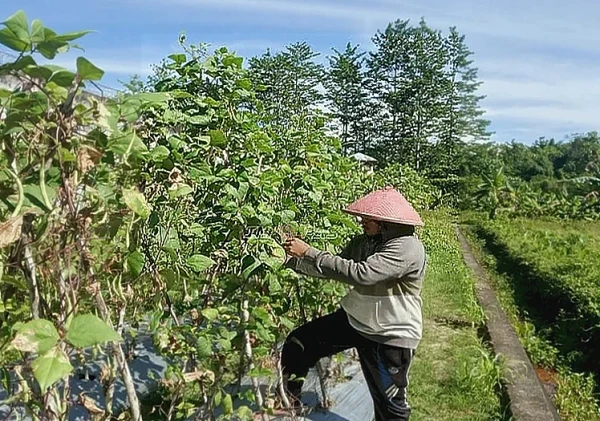 Lapas Piru Panen 15 Kg Buncis, Perkuat Program Kemandirian Warga Binaan