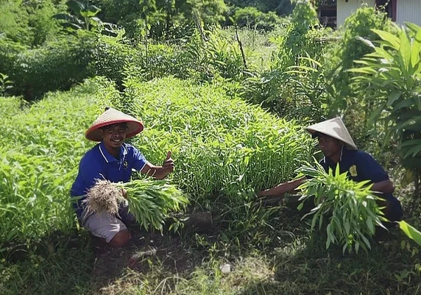 Lapas Ambon Panen 40 Ikat Kangkung, Bekali Warga Binaan Keterampilan Mandiri