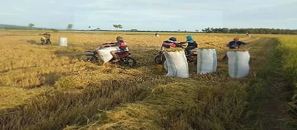 Kemiskinan Jerat Ratusan Ribu Warga Brebes Meski Jadi Lumbung Padi Nasional
