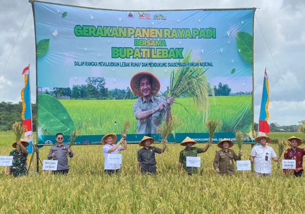 Bupati Lebak Hadiri Gerakan Panen Raya Padi, Dukung Swasembada Pangan Nasional