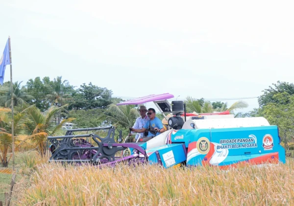Padi Organik Varietas PS-08 Berhasil Dikembangkan di Banten