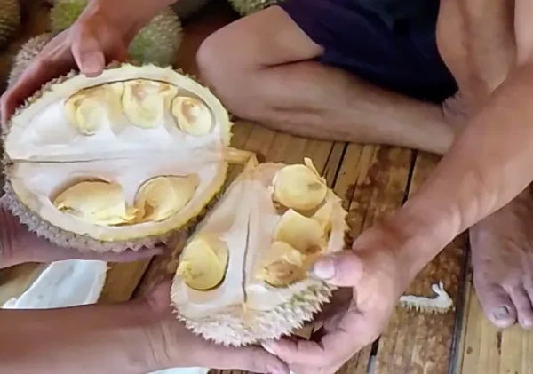 Manfaat Biji Durian Bagi Kesehatan yang Jarang Orang Tahu