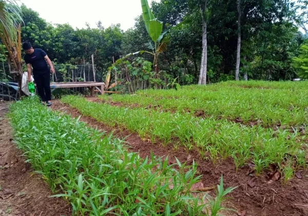 TIDAK KENAL GENGSI PEMUDA SINDANGSARI SEMANGAT BERTANI