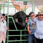 Kontes Sapi di Jakarta, Muzani Dukung Program Makan Siang dan Susu Gratis